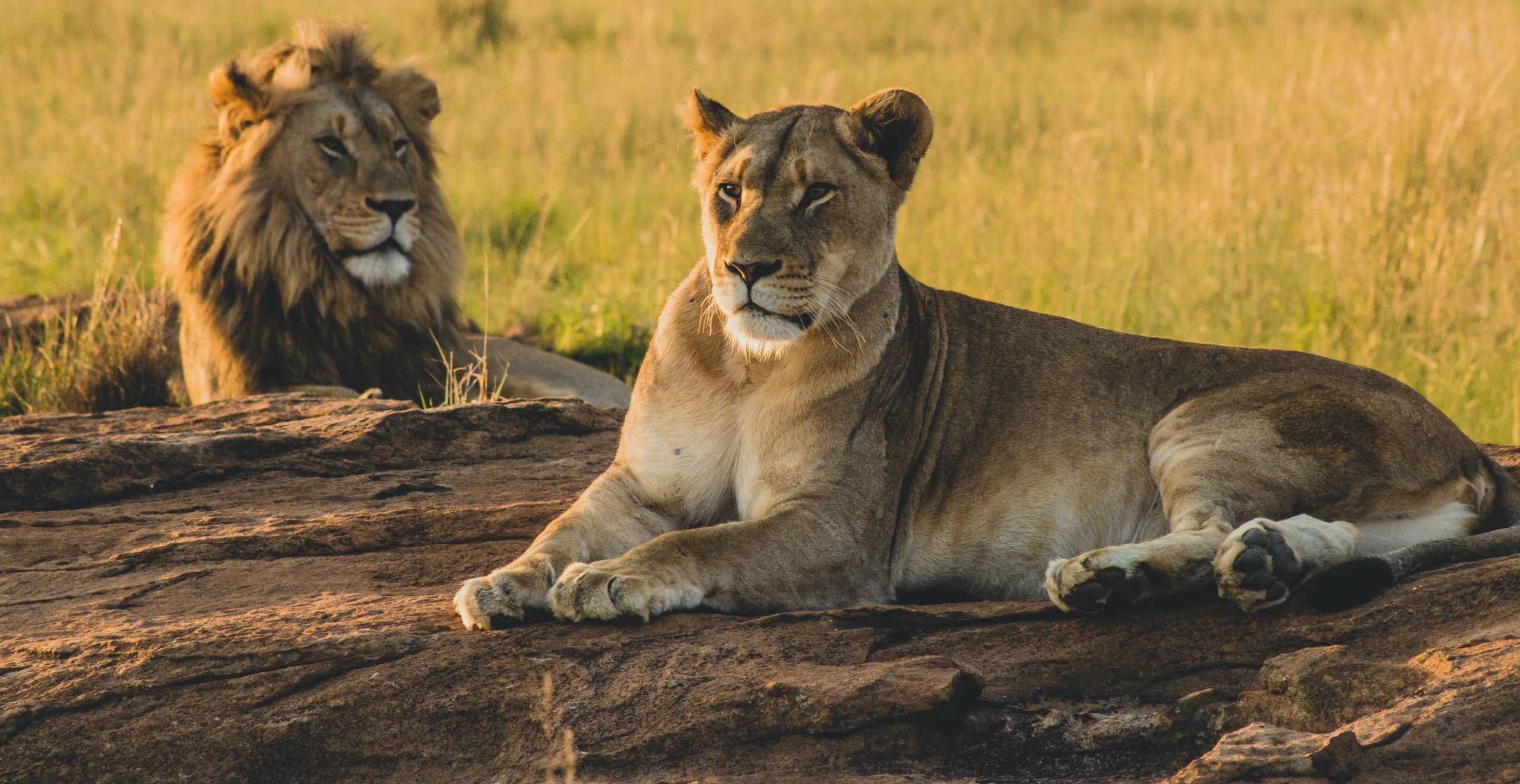Male and female lions laying on the sand and resting